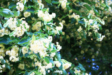 A flowering linden is the scent of summer