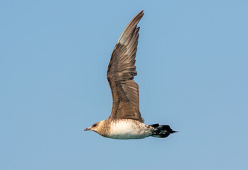 Parasitic and Pomarine jaeger flying in the sea