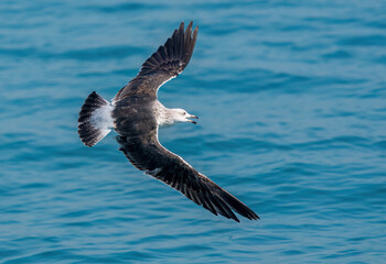 Black-backed gull flying over the sea