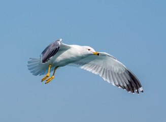 armenian gull flying over the sea