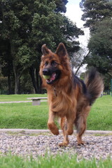 can, cachorro, animal doméstico, canino,canine, pup, pooch, hound, pet. Breed: lineage, variety, strain, species, stock. Walk: stroll, promenade, outing, hike, ramble. Trip: escape, adventure, journe 