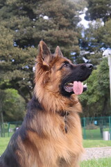 can, cachorro, animal doméstico, canino,canine, pup, pooch, hound, pet. Breed: lineage, variety, strain, species, stock. Walk: stroll, promenade, outing, hike, ramble. Trip: escape, adventure, journe 