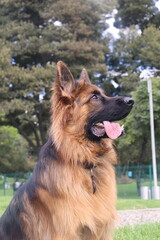 can, cachorro, animal doméstico, canino,canine, pup, pooch, hound, pet. Breed: lineage, variety, strain, species, stock. Walk: stroll, promenade, outing, hike, ramble. Trip: escape, adventure, journe 