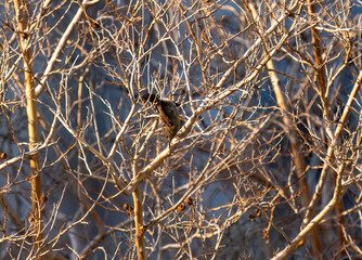 Obraz premium The Palestine sunbird is waiting perched