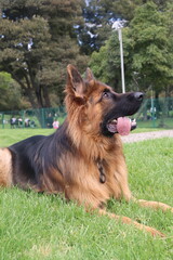 can, cachorro, animal doméstico, canino,canine, pup, pooch, hound, pet. Breed: lineage, variety, strain, species, stock. Walk: stroll, promenade, outing, hike, ramble. Trip: escape, adventure, journe 