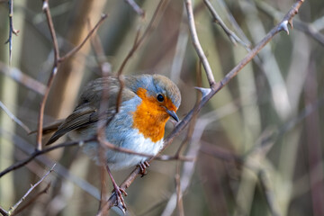 Close up of tame robin bird perched on a tree branch, photographed at the, London Wetland Centre in Barnes, West London, UK.
