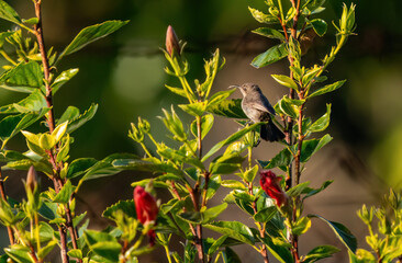 The Palestine sunbird is waiting perched