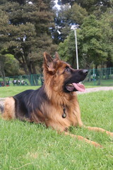 can, cachorro, animal doméstico, canino,canine, pup, pooch, hound, pet. Breed: lineage, variety, strain, species, stock. Walk: stroll, promenade, outing, hike, ramble. Trip: escape, adventure, journe 