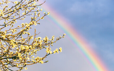 branches of a blooming fruit tree illuminated by sunlight against a bright colorful rainbow against a dark gray cloudy sky on a spring evening