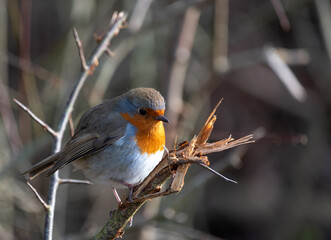 Close up of tame robin bird perched on a tree branch, photographed at the, London Wetland Centre in Barnes, West London, UK.
