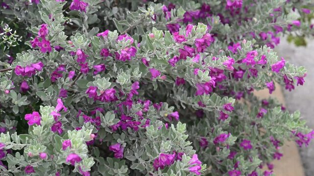 Beautiful Texas Sage (leucophyllum frutescens) flowers.