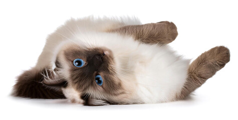 寝転がっているラグドール。白背景。（Ragdoll lying down. White background.）
