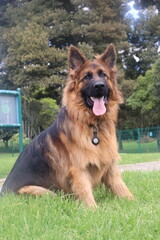 can, cachorro, animal doméstico, canino,canine, pup, pooch, hound, pet. Breed: lineage, variety, strain, species, stock. Walk: stroll, promenade, outing, hike, ramble. Trip: escape, adventure, journe 