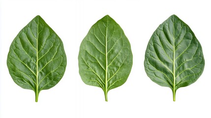 Obraz premium Three Green Leaves Isolated on White Background