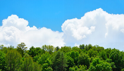 Obraz premium Expansive cumulus clouds above lush forest, serene natural beauty