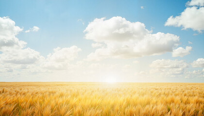 Sunlit wheat field under fluffy clouds, golden tranquility
