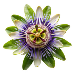 Passion flower isolated on transparent background