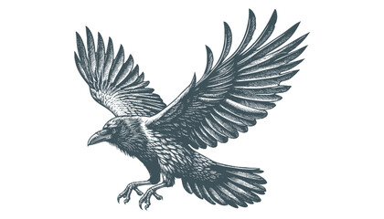 crow vector, raven vector