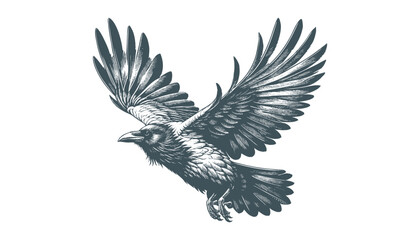 crow vector, raven vector