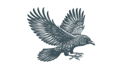 Fototapeta premium crow vector, raven vector