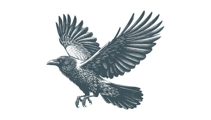 Fototapeta premium crow vector, raven vector