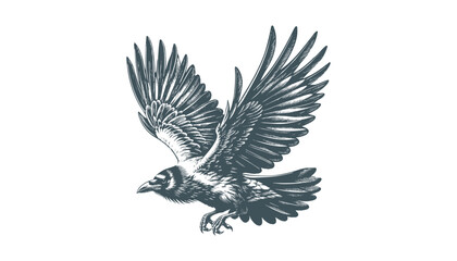 crow vector, raven vector