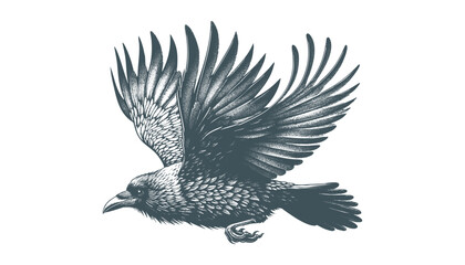crow vector, raven vector