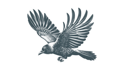 crow vector, raven vector