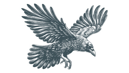 crow vector, raven vector