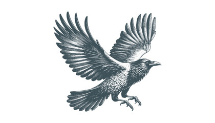 crow vector, raven vector