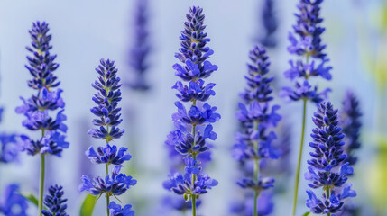 Obraz premium Vibrant blue flowers in field create serene and calming atmosphere. delicate petals and tall stems showcase nature beauty and tranquility