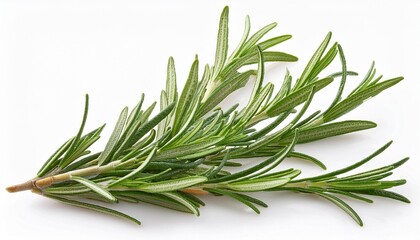 Fototapeta premium rosemary on white background