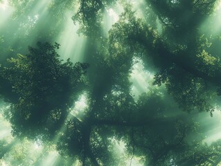 Obraz premium Sunlight filtering through dense forest canopy.