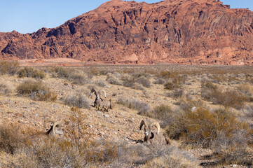 Desert Bighorn Sheep Rams in the Valley of Fire State Park Nevada in wWinter
