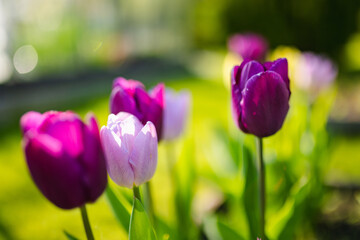Colorful tulips grow in flower bed in the spring garden. Beautiful nature.