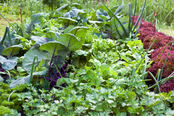 Vegetable garden with parsley, radicchio, lettuce, turnip, leek