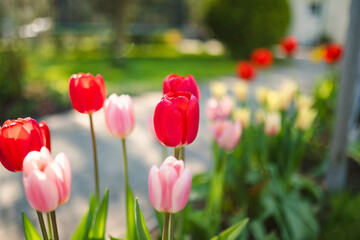 Colorful tulips grow in flower bed in the spring garden. Beautiful nature.