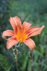 Orange Daylily Flower Highlighted by Blurred Green Foliage