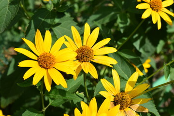 Bright Yellow Heliopsis with Brown Centers