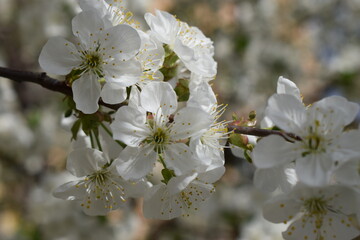 Delicate Cherry Blossoms: A Springtime Serenade