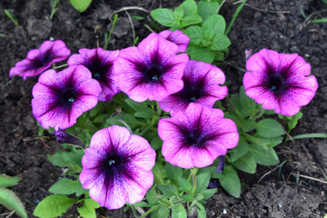 Vibrant Purple Petunias with Gradient Petals