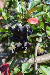 Blackcurrant Rowan with Green Leaves and Red Stems