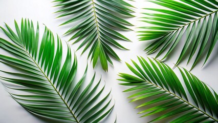 Obraz premium Elegant Palm Leaf Arrangement: Tropical Design Elements on White Background