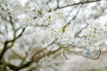 Beautiful cherry tree blossoming on spring. Beauty in nature. Tender cherry branches on spring day outdoors.