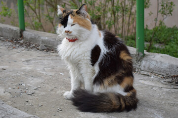 Fluffy Multicolored Cat with Red Collar