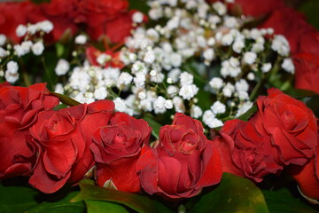 scarlet roses in a bouquet, accompanied by white gypsophila and butterflies, embodies romance, beauty, and delicacy.