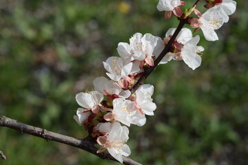 Close-Up of Cherry Blossoms in Fresh Spring Atmosphere