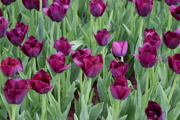 Deep Purple Blooming Meadow. A field of deep purple tulips with fringed petals, surrounded by green...