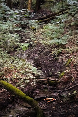 Small water stream flowing through green moody jungle looking forest with fallen trees, North Rhine-Westphalia, Germany
