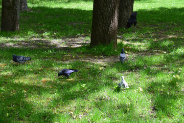 Jackdaw and Pigeons Strolling on Green Grass